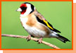 Wildlife Bird Watching Tour