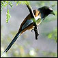Wildlife Bird Watching Tour