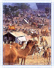 Camel Fait, Pushkar Vacation Tours