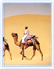 Desert Safari, Jaisalmer Travels
