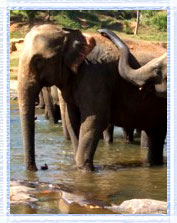 Pinnawala Elephant Orphanage : Sri Lanka Tours and Travels