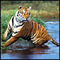 Wildlife Adventure Tour