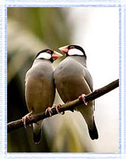 Birds Bharatpur : Bharatpur Bird Sanctuary  