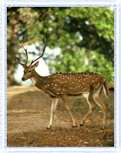 Deer : Kanha National Park : : Kanha Tours and Travel Packages