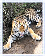 Tiger Kanha : Book a Tour to  Kanha Wildlife Tour