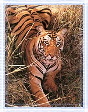 Tiger, Kanha National Park