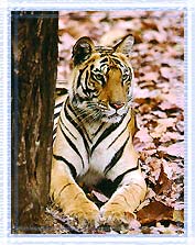 Tiger, Ranthambore National Park