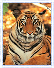 Tiger : India Wildlife Tours and Travels